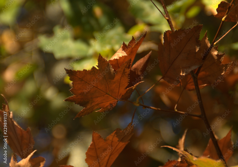 détail de feuilles et feuillage en automne détail de feuilles et feuillage en automne