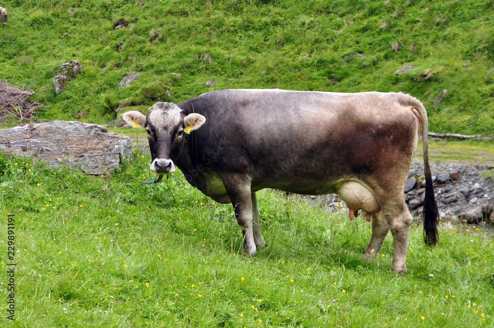 Fototapeta premium Kuh im Stubaital
