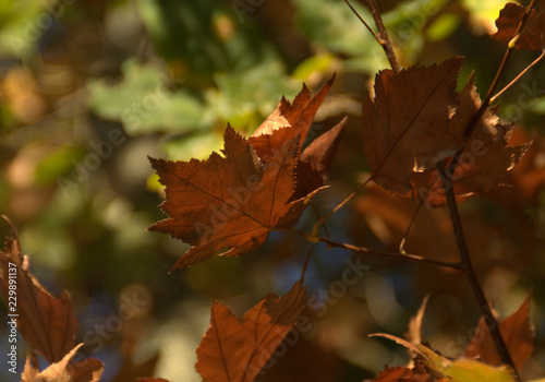 détail de feuilles et feuillage en automne