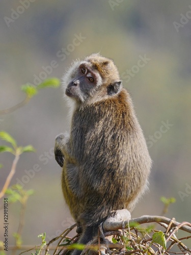 Portrait of a monkey