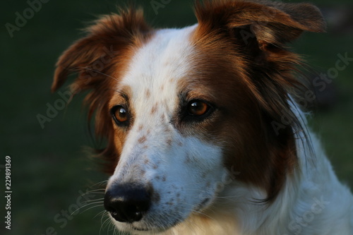 Fotografie Braun weißer Hund sitzt, liegt und spielt im Garten.