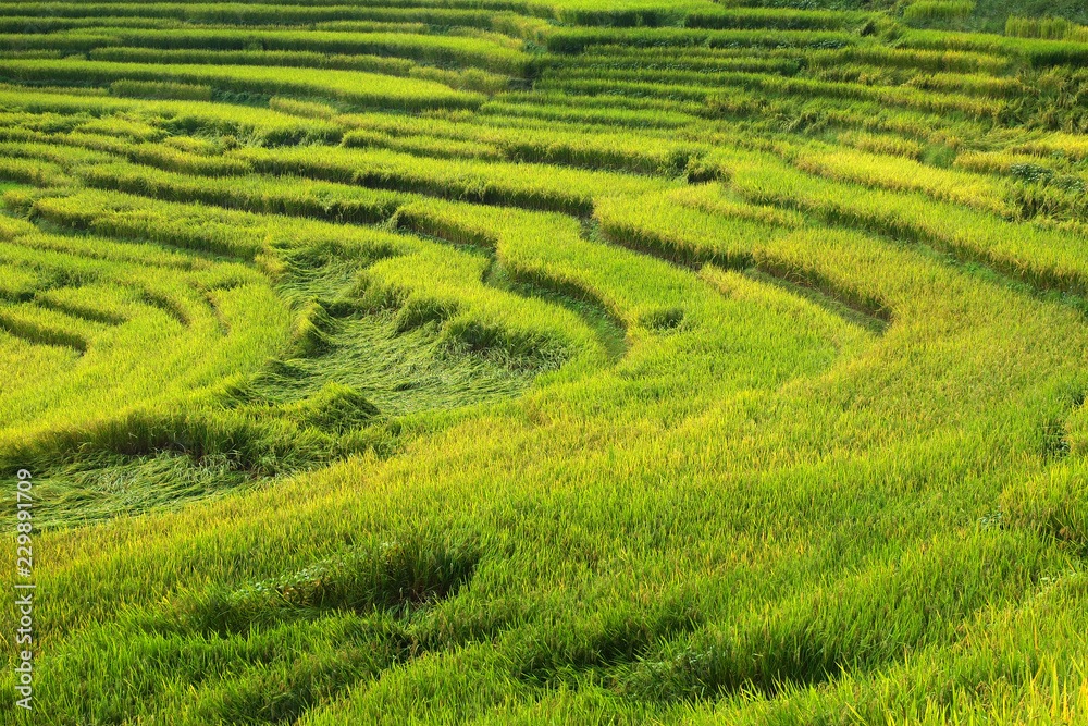 view of rice field in terrace
