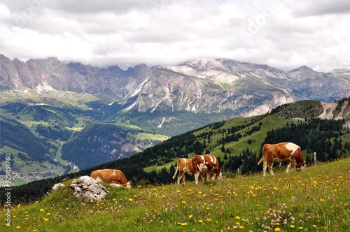 Rinder in den Dolomiten
