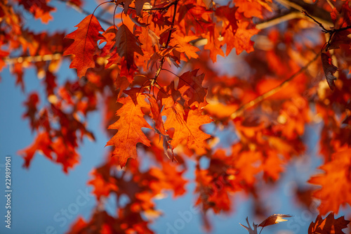 Herbstlaub