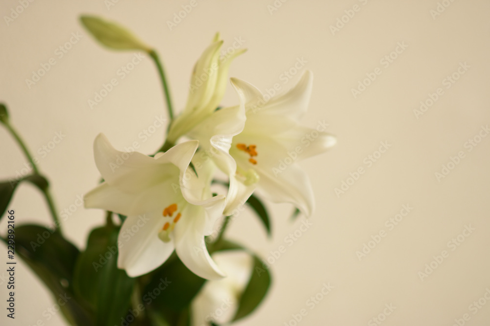 Obraz premium white lilies on black background