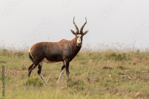 Bontebok in the mist © Louis