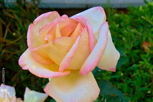 Hybrid tea white and pink rose.
