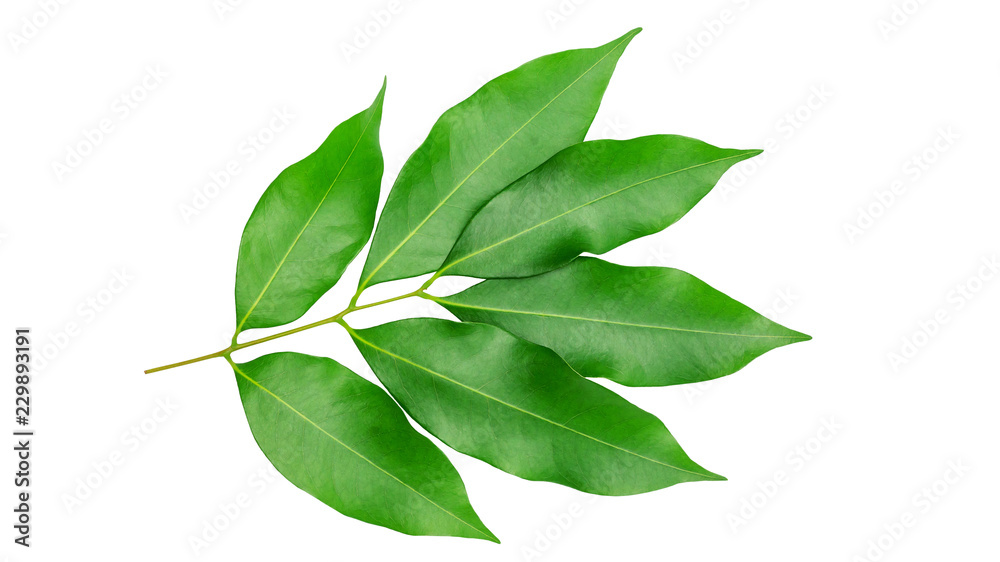 Obraz premium Green lychee leaf on a white background.