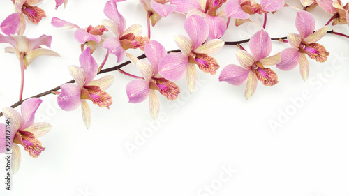 The pink orchid flower on a white background.