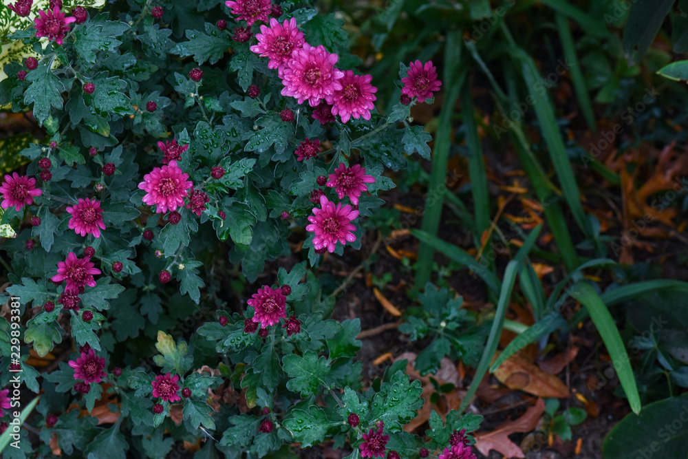 flowers in the garden