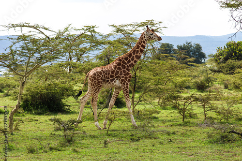 beautiful giraffe walking into the wild savanna