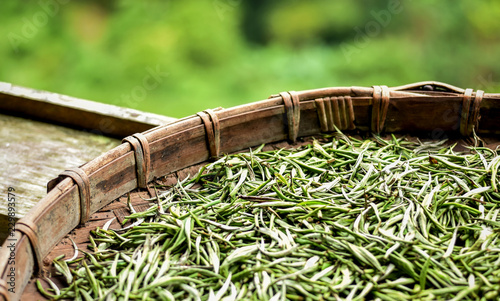 Specially selected  fresh white tea leaves spread curing in bamboo basket tray after harvest.Chinese silver needle white tea of premium quality. Tea orchard in the background. photo