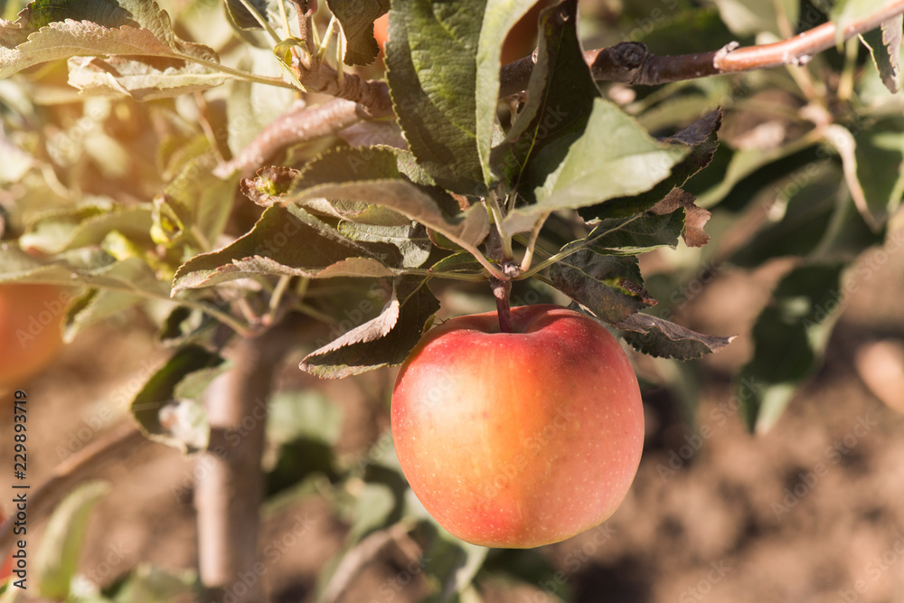 Obraz premium Apples in the orchard