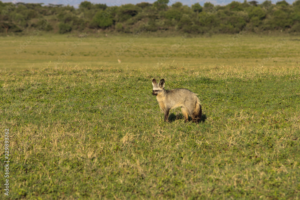 Fototapeta premium bat eared fox in the savanna