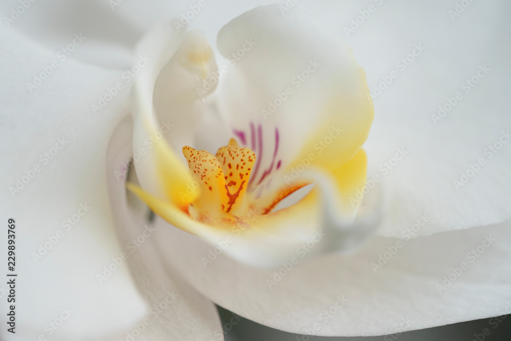 Orchidee weiß Makro Orchidee weiß Makro
