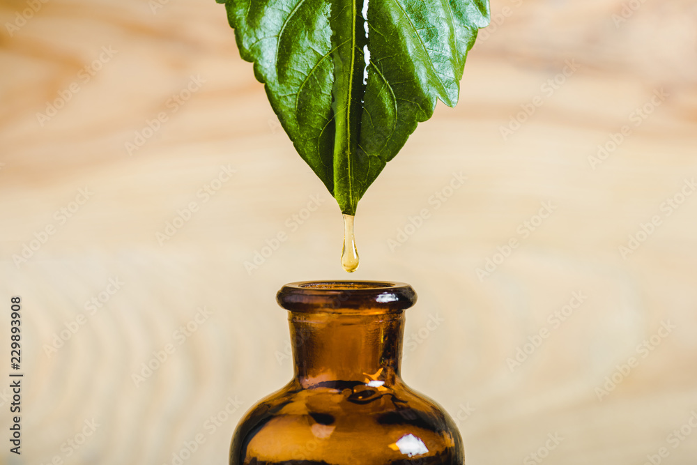 close up of essential oil dripping from leaf into glass bottle isolated on beige - obrazy, fototapety, plakaty 