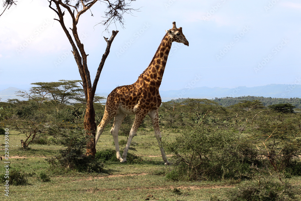 Obraz premium beautiful giraffe running into the wild savanna