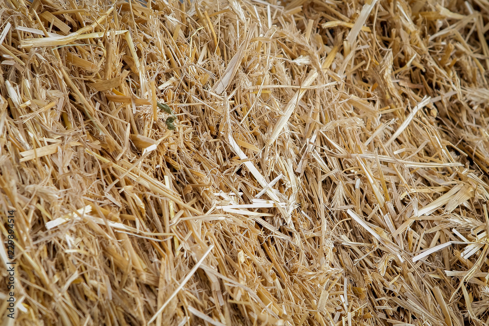 Hay background as a front view of a bale of hay as an agriculture farm and farming symbol of harvest time with dried grass straw as a bundled tied haystack
