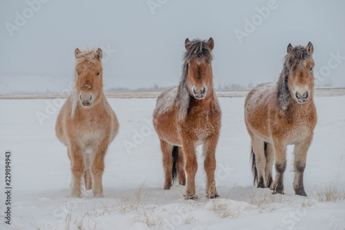 The horses of the Yakut breed (in Yakut - sylgy or Sakha Ata) live outdoors all year round in the extreme conditions of the north. The breeding area of the breed includes the Republic of Sakha (Yakuti