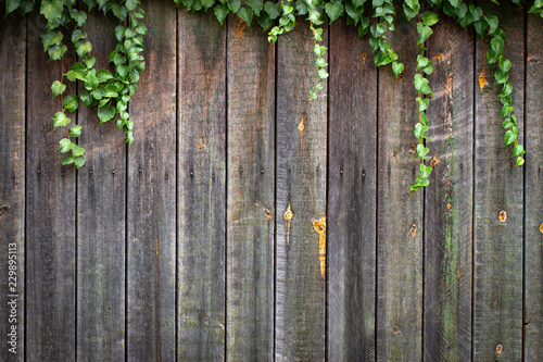 Vichy grapes on an old wooden wooden fence with faded paint
