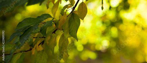 beautiful autumn macro yellow leaves on an orange background blurred