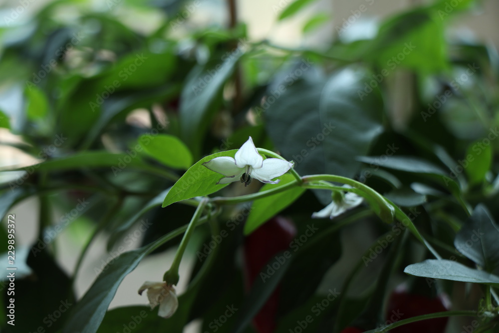 Blume