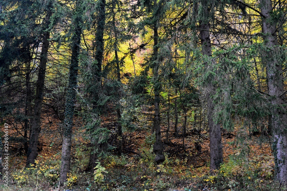 autumn landscape in the forest
