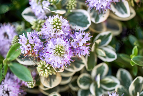 Hebe or winter veronica plant of the family Scrophulariaceae is native to Europe and Asia,