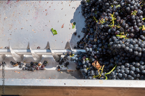 Red grapes are crushing by industrial grape crusher machine photo