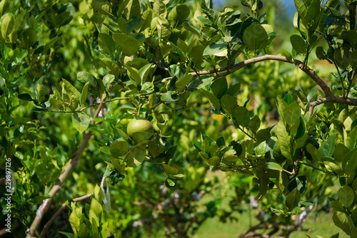 Lime tree fresh fruit on the tree in organic farm agriculture