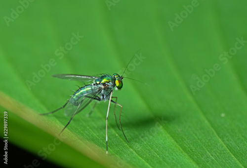 Macro Photo of Beautiful Fly on Green Leaf Isolated on Background