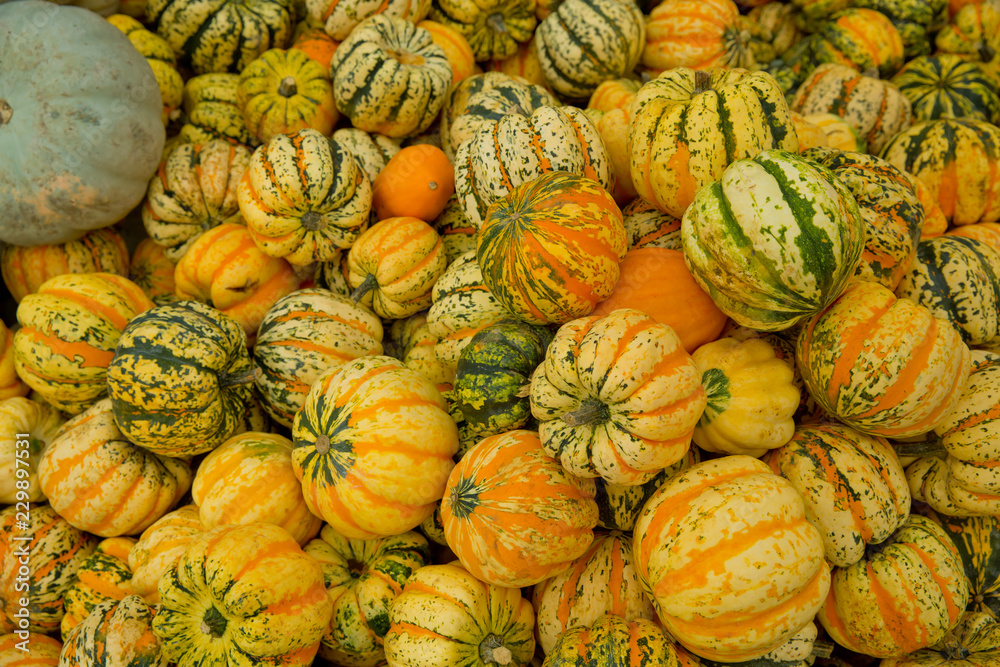 Tiger mini pumpkins in the market place. Background from pumpkins.