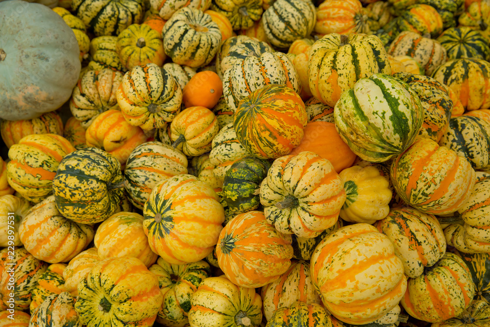 Tiger mini pumpkins in the market place. Background from pumpkins. Tiger mini pumpkins in the market place. Background from pumpkins.
