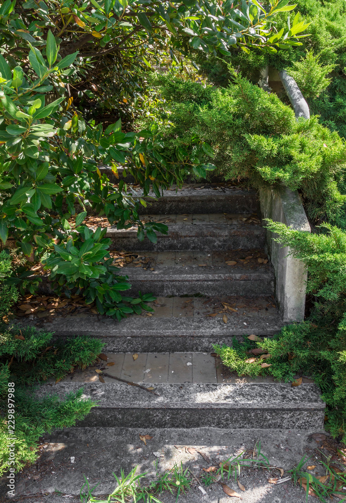 Stairs and surrounding vegetation Stairs and surrounding vegetation