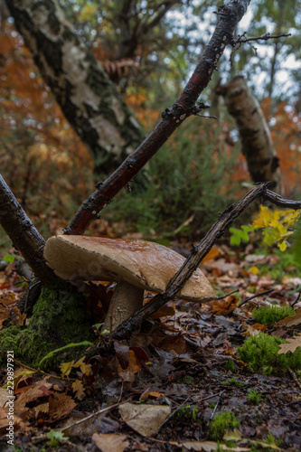 Wallpaper Mural Brown Birch Bolete (Leccinum scabrum) Torontodigital.ca