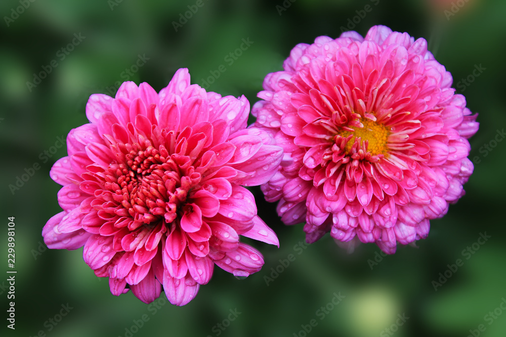 two purple chrysanthemums on a green isolated background two purple chrysanthemums on a green isolated background