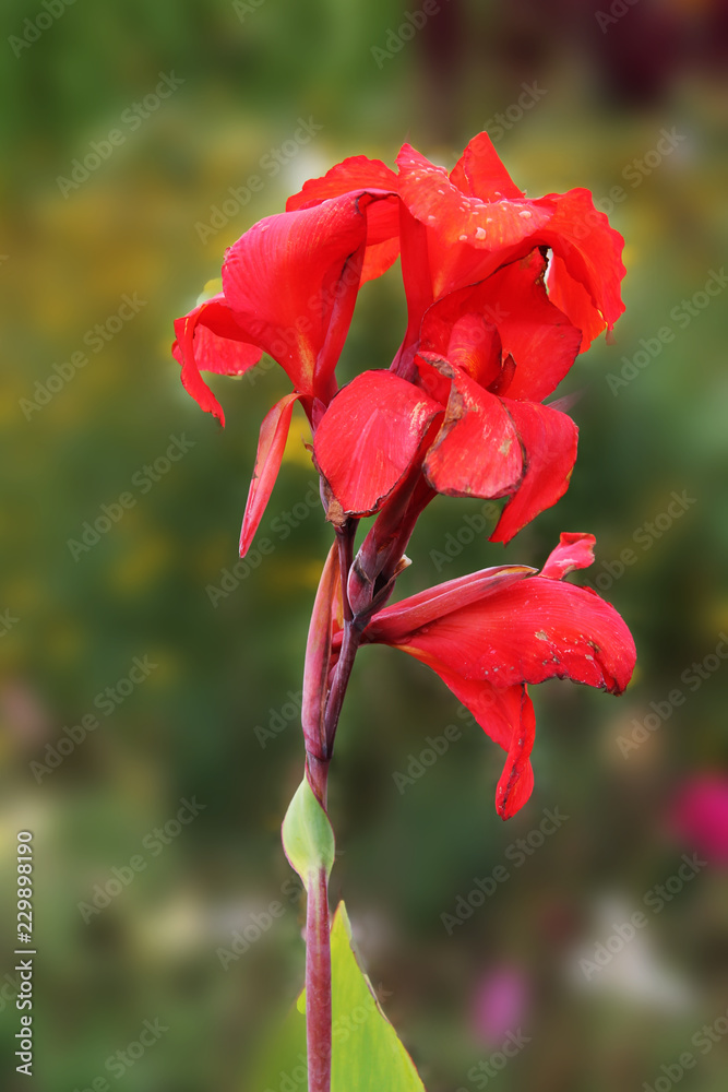 bright orange iris on a green isolated background bright orange iris on a green isolated background