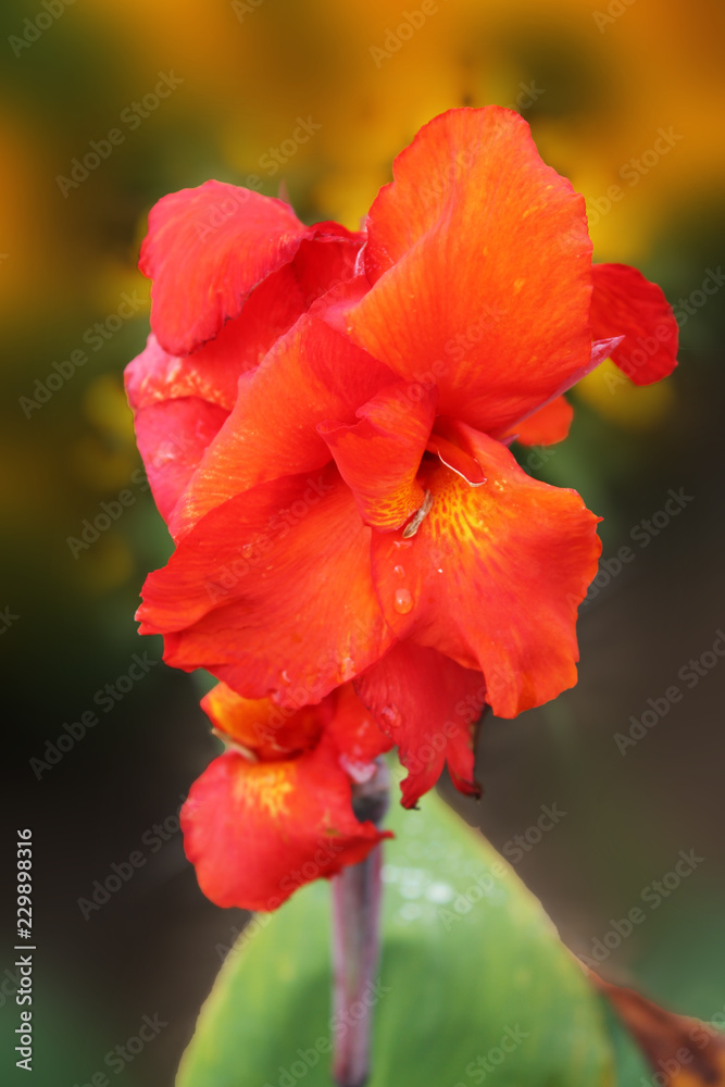 Gorgeous orange iris on a green isolated background. Gorgeous orange iris on a green isolated background.
