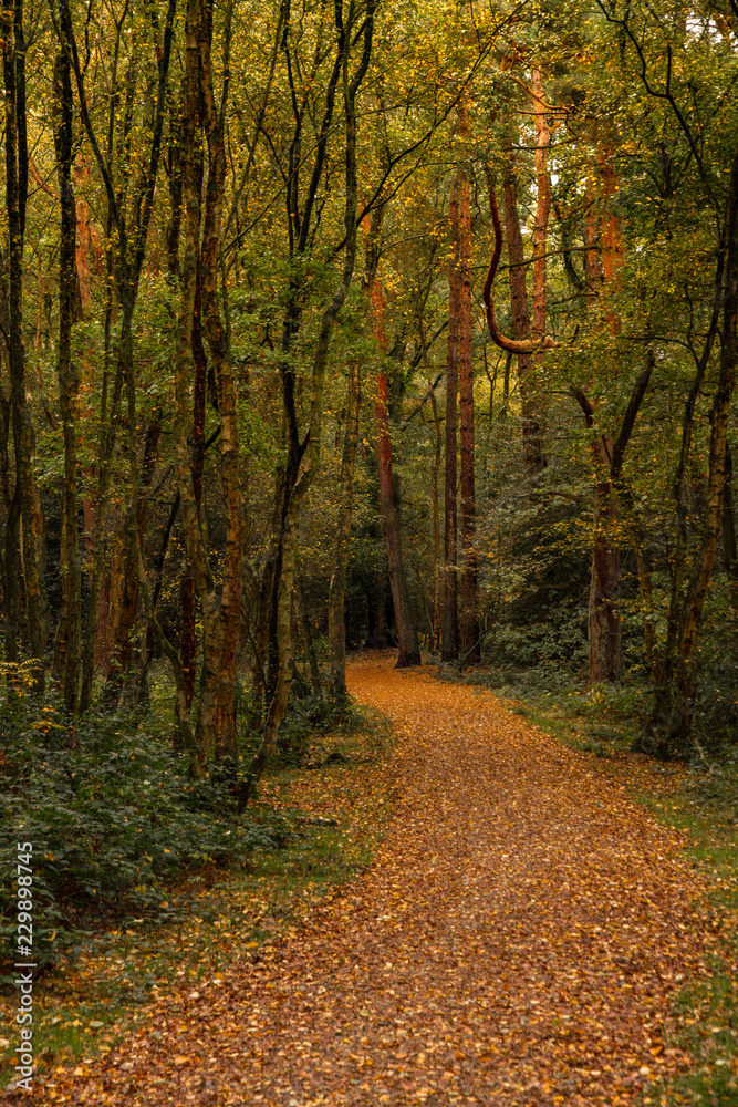 Southwood Woodland pathway