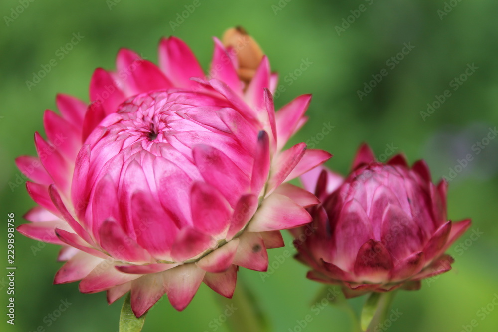 two buds of pink asters on a dark green isolated background