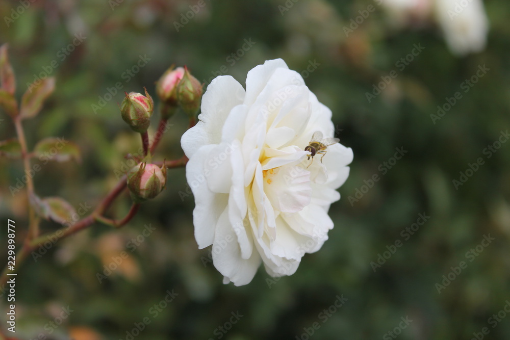 beautiful white rose on a dark green isolated background. beautiful white rose on a dark green isolated background.