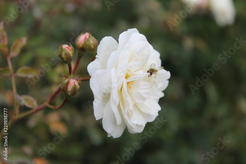  beautiful white rose on a dark green isolated background.