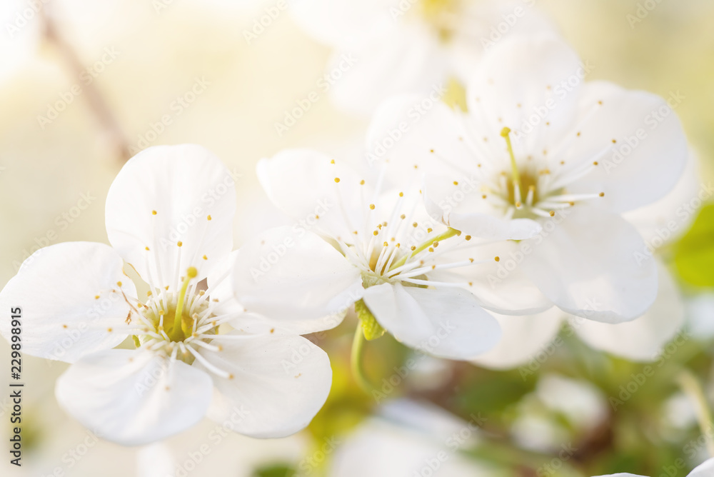 Blossoming of cherry flowers in spring time, natural seasonal floral background. Macro image