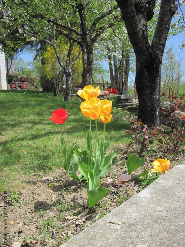 Giardino con tulipani gialli rosa rossa e alberi photo