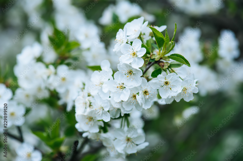 Blossoming of cherry flowers in spring time with green leaves and copyspace, macro Blossoming of cherry flowers in spring time with green leaves and copyspace, macro