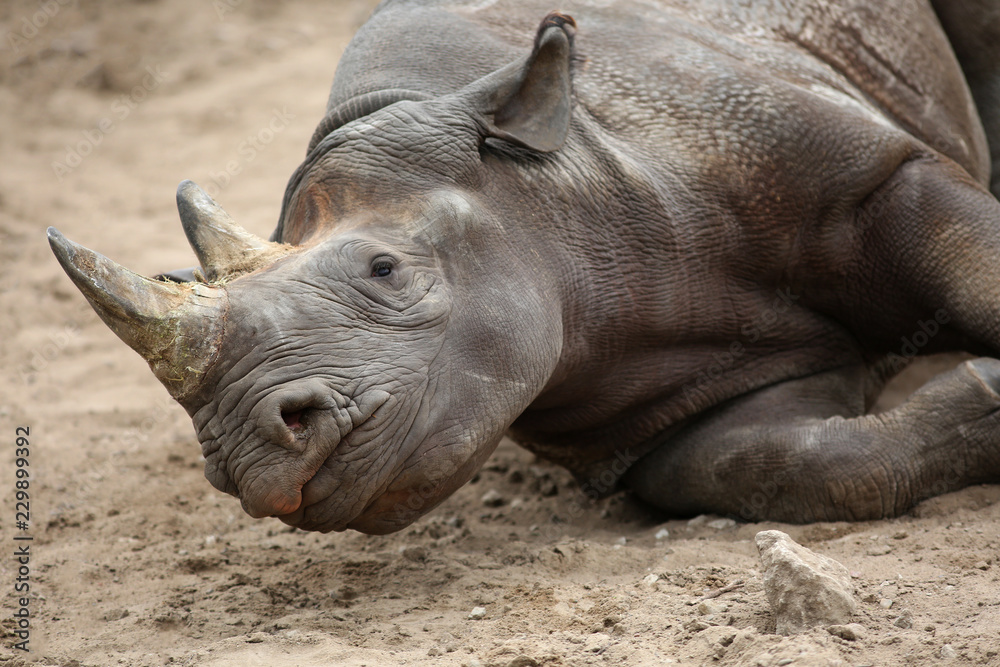 rhinoceros in zoo rhinoceros in zoo