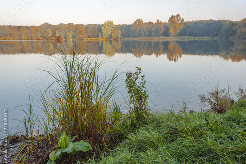 Dewy grass and rushes during dawn on the edge of a lake in the autumn season photo