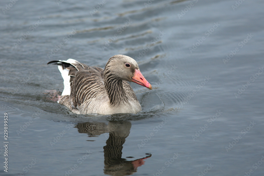 Fototapeta premium The greylag goose (Anser anser) in water
