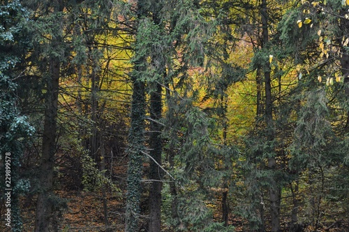autumn landscape in the forest 