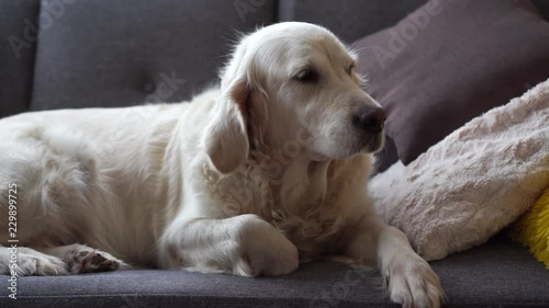 happy pet life at home - beautiful dog golden retriever resting on the sofa at home
